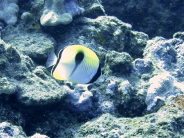 32 Teardrop Butterflyfish IMG 2317